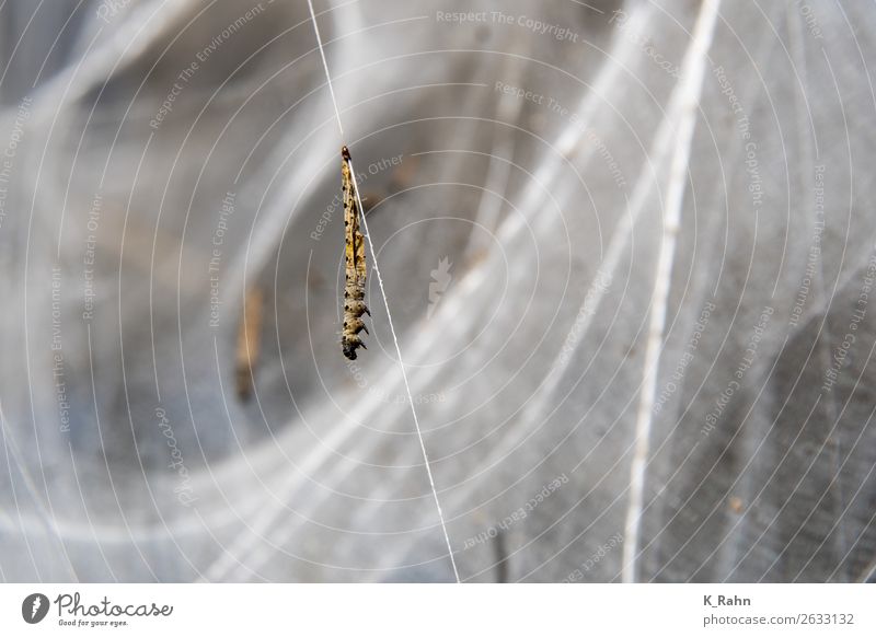 She's crazy, the web moth! Environment Nature Landscape Plant Animal Tree Field Butterfly 1 Blossoming To feed Disgust White Environmental protection