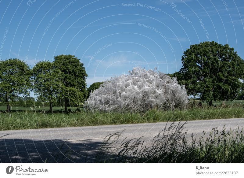 She's crazy, the web moth! Environment Nature Plant Animal Sky Tree Field Butterfly Animal tracks Blossoming To feed Disgust White Environmental protection