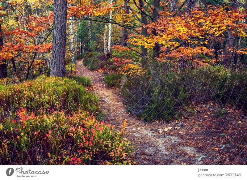 Between summer and winter Nature Landscape Autumn Tree Bushes Forest Lanes & trails Brown Yellow Green Orange Idyll Change Automn wood Colour photo