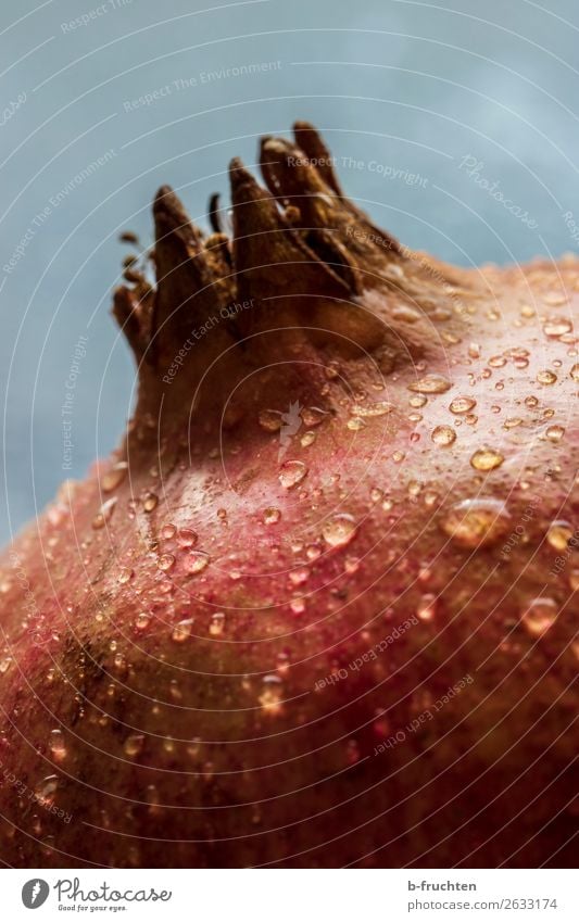 Pomegranate with drops of water - close-up view Food Fruit Organic produce Vegetarian diet Diet Healthy Eating To enjoy Fresh Round Juicy Red