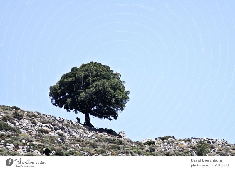 On the edge of the world Summer Nature Landscape Cloudless sky Beautiful weather Warmth Tree Foliage plant Hill Blue Green Loneliness Individual Deciduous tree