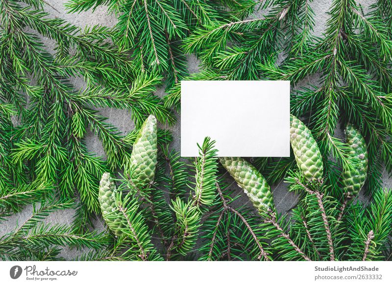 Blank white card and green fir branches Winter Decoration Christmas & Advent Nature Plant Tree Forest Paper Natural Gray Green Colour Christmas tree coniferous