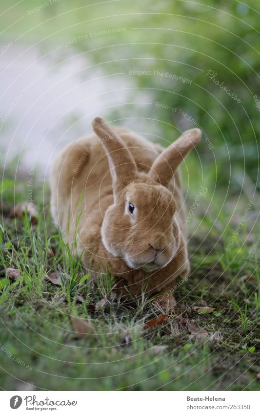 Burnout - before Easter! Workplace Nature Animal Pet Farm animal Hare & Rabbit & Bunny 1 Work and employment Dream Wait Esthetic Round Soft Brown Green Bravery