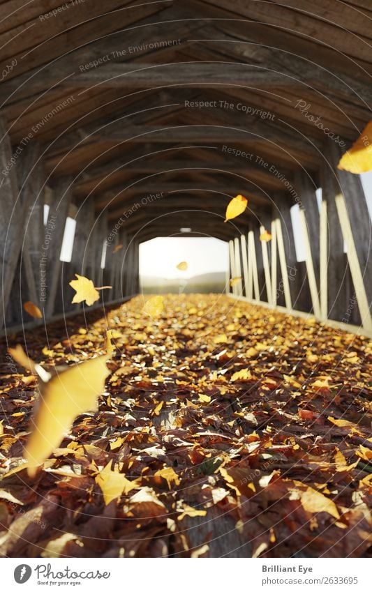 leaf vertebrae Trip Nature Autumn Wind Warmth Leaf Bridge Movement Flying Infinity Cuddly Beautiful Many Soft Multicoloured Yellow Optimism Beginning Climate