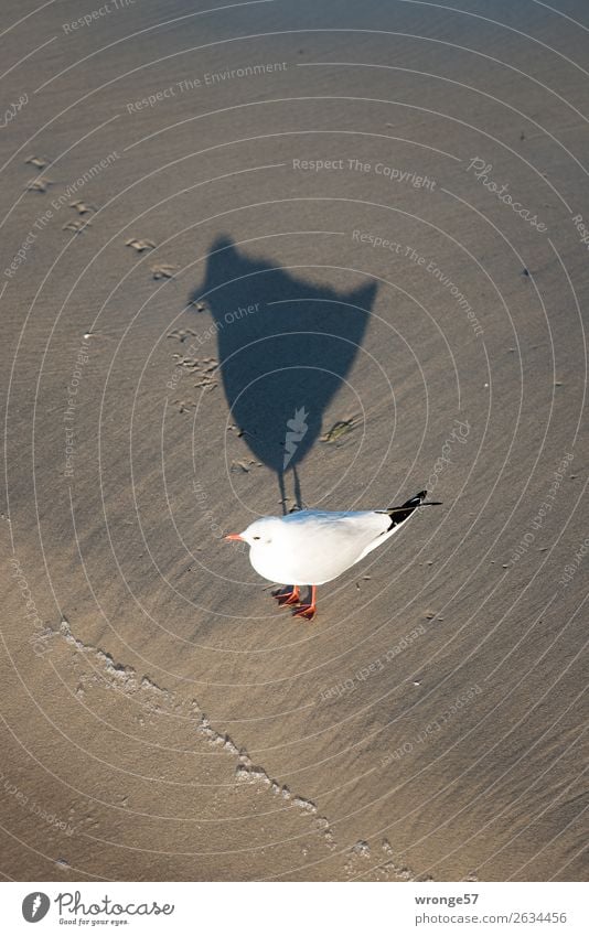 Seagull at the Baltic Sea beach III Nature Animal Sand Beach Wild animal Bird 1 Stand Wait Brown Black White Sandy beach Bird's-eye view Shadow play