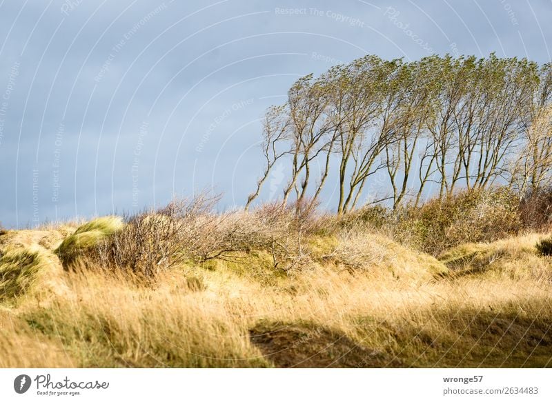 dune forest Nature Autumn Beautiful weather Wind Gale Tree Grass Marram grass Coast Baltic Sea Beach dune Darss Blue Yellow Gray Dune Autumnal