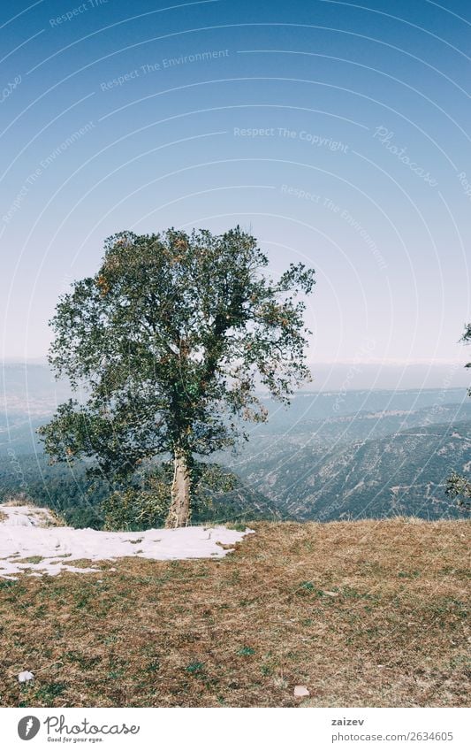 Landscape of an isolated tree with a little snow and the background unfocused pyrenees Design Beautiful Vacation & Travel Trip Adventure Winter Snow Mountain