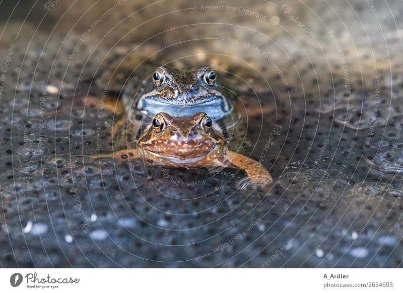 Frogs during mating Animal Wild animal 2 Pair of animals Water Serene Contact Nature Frog spawn Spawn Propagation Road ditch Pond Orange Blue Turquoise Brown