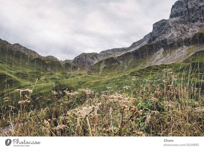 Ascent to the Mädlejoch in Allgäu Mountain Hiking Nature Landscape Bad weather Bushes Meadow Alps Peak Gigantic Tall Natural Green Adventure Loneliness