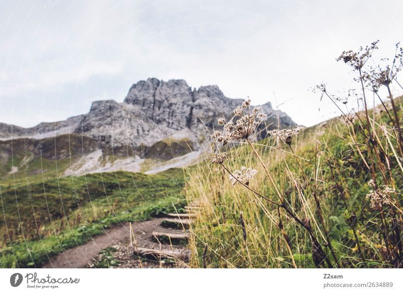 Ascent to the Mädlejoch Hiking Nature Landscape Autumn Beautiful weather Bushes Meadow Alps Mountain Gigantic Tall Green Adventure Relaxation Vacation & Travel