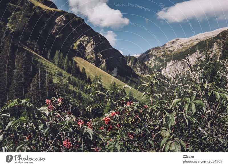 Alpine panorama Lechtaler Alps Adventure Hiking Nature Landscape Bushes Blossom Forest Mountain Esthetic Natural Blue Green Loneliness Idyll Sustainability