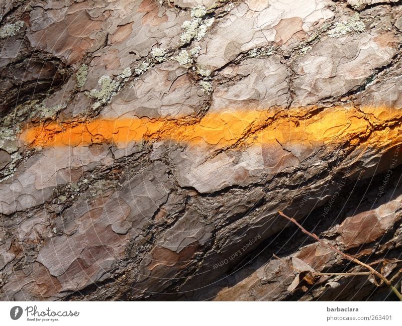 striped suits him well Tree Agricultural crop Tree bark Forest Wood Sign Line Stripe Natural Brown Esthetic Colour Environment Colour photo Exterior shot