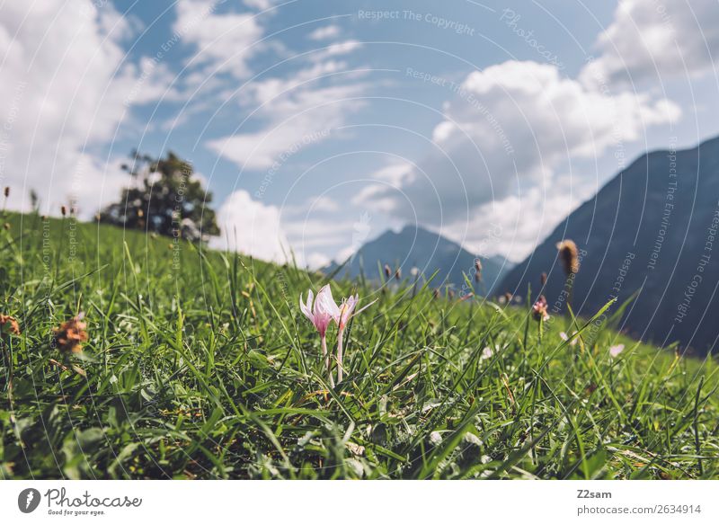 Alpine meadow in Austria Vacation & Travel Adventure Summer vacation Hiking Nature Landscape Sky Clouds Sun Flower Meadow Alps Mountain Esthetic Fresh