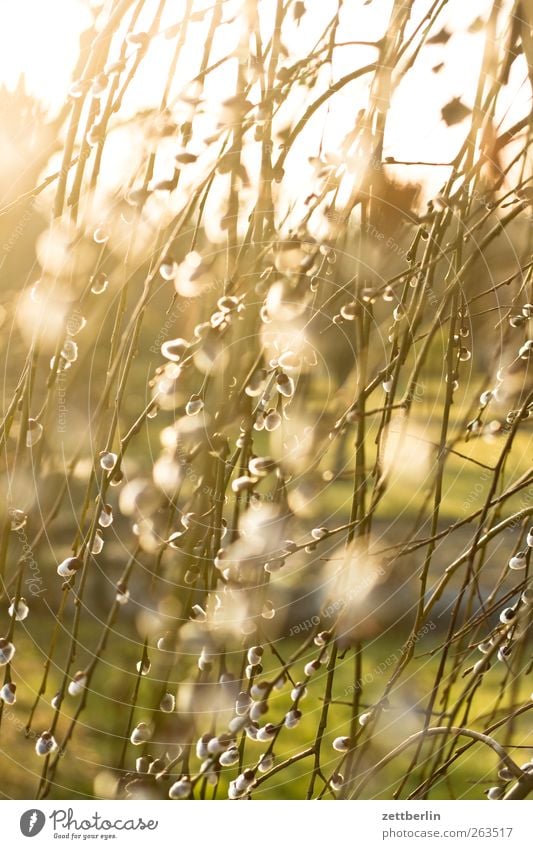 willow cat Environment Nature Plant Sunlight Spring Climate Weather Beautiful weather Bushes Hedge Catkin Willow-tree Colour photo Exterior shot Close-up Detail