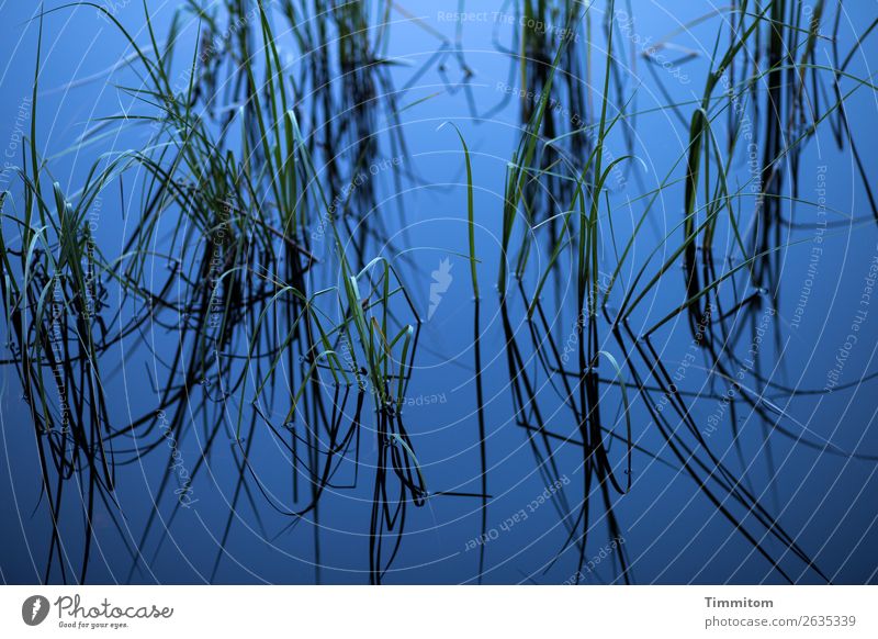 Blue lake with stalks Environment Nature Elements Water Plant Juncus Lakeside Growth Esthetic Natural Green Black Emotions Relaxation Calm Surface of water