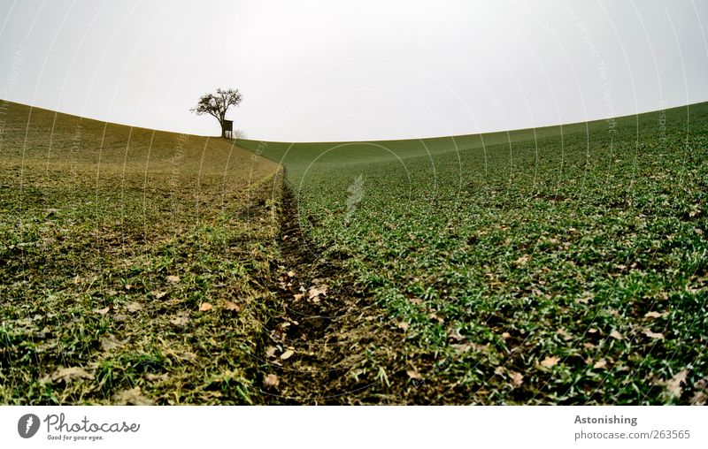 # 300 - along the border Environment Nature Landscape Plant Earth Air Sky Clouds Horizon Spring Weather Bad weather Tree Grass Meadow Field Hill Stand Small