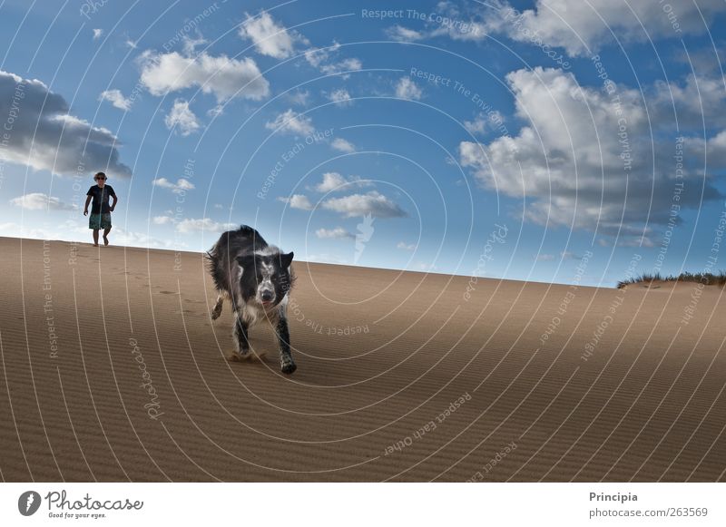 on the dune Landscape Sky Summer Desert Dune Dog Running Joie de vivre (Vitality) Freedom Tourism Vacation & Travel Colour photo Exterior shot Copy Space right