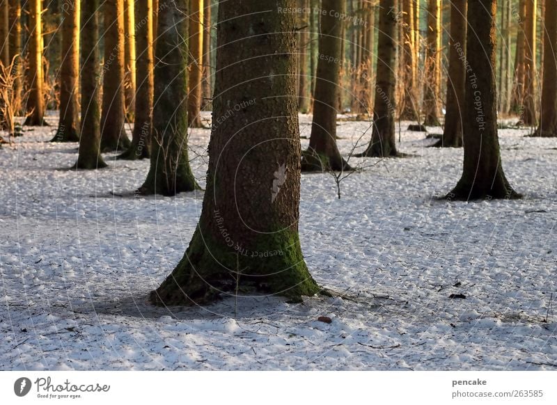 who stand one in the light Nature Landscape Sunrise Sunset Winter Climate Snow Tree Forest Moody Spring fever Anticipation Nature reserve Habitat Fen Wetlands