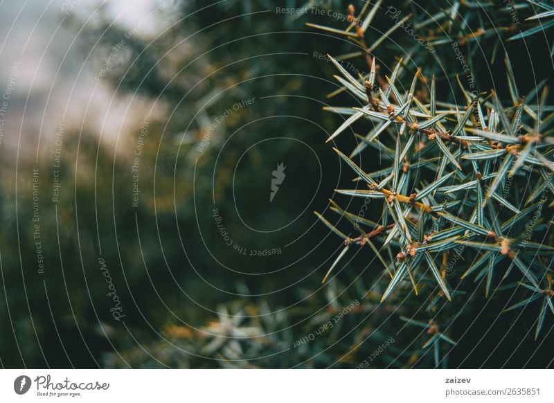 Close-up of leaves of juniperus oxycedrus on the mountain Garden Nature Plant Tree Bushes Leaf Park Forest Cleaning Natural Thorny Wild Green Colour