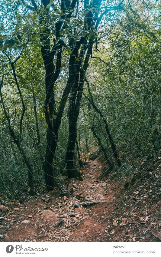 Narrow road crossing the mountain surrounded by trees Beautiful Vacation & Travel Tourism Adventure Mountain Hiking Environment Nature Landscape Plant Earth