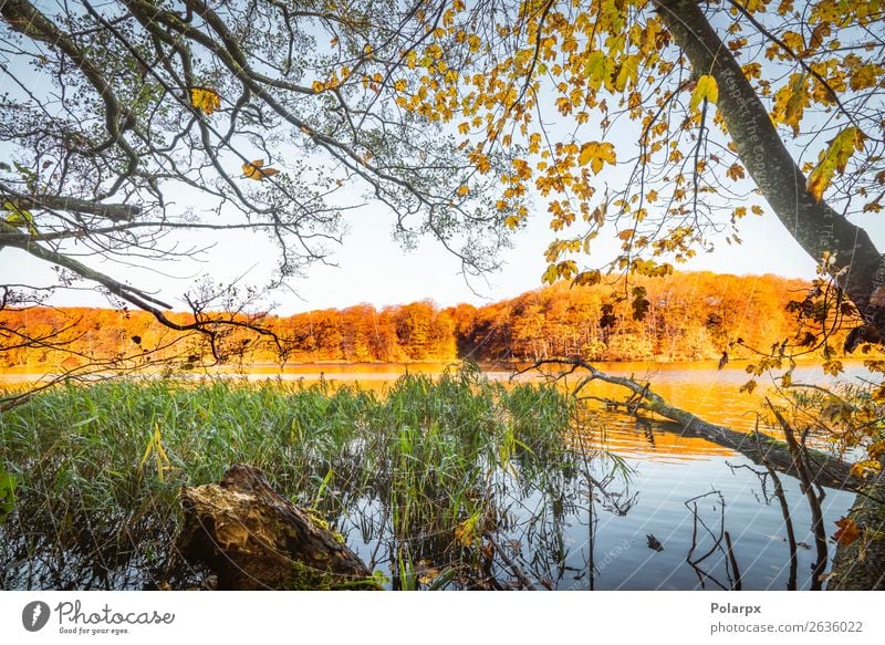 Colorful trees by a lake in the fall Beautiful Vacation & Travel Environment Nature Landscape Sky Autumn Tree Leaf Park Forest Pond Lake River Bright Brown