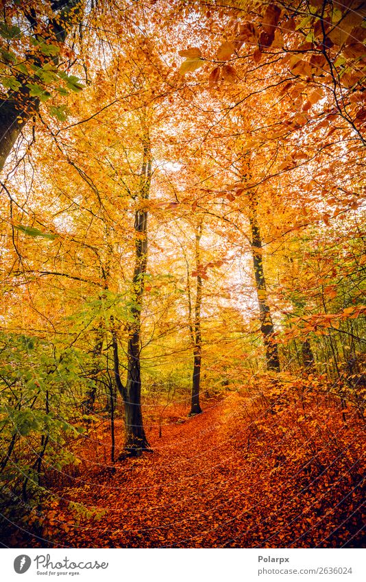 Autumn colors in the forest with trees Beautiful Sun Environment Nature Landscape Tree Leaf Park Forest Street Lanes & trails Bright Natural Yellow Gold Green