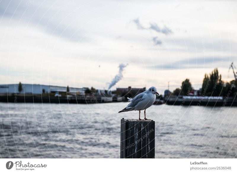 Bird as pile seater Environment Water Sun Autumn Coast North Sea Hamburg Town Port City Harbour Animal Wild animal Seagull 1 Observe Stand Wait Esthetic