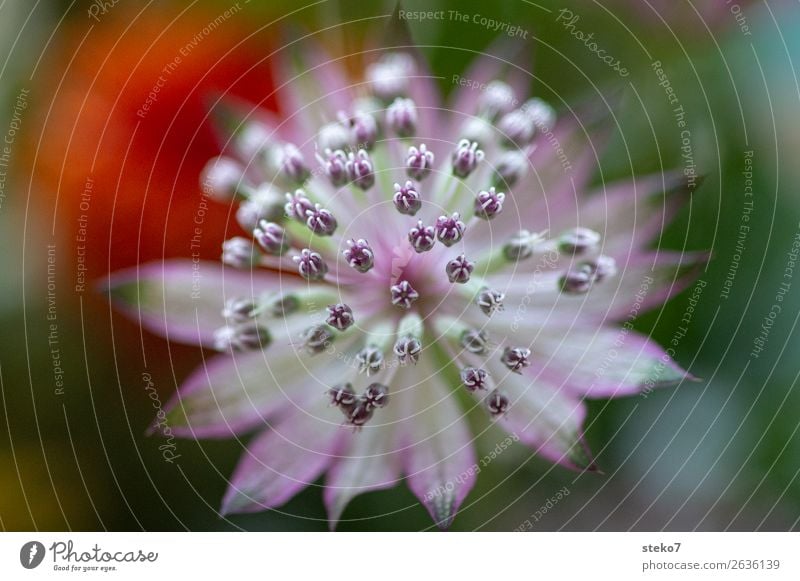 Delicate blossom Blossom ornamental garlic Green Violet Orange Pink White Fragile Symmetry Pistil Macro (Extreme close-up) Deserted Copy Space left