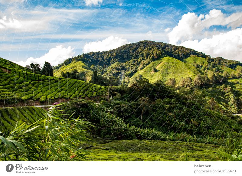 tea always goes Vacation & Travel Tourism Trip Adventure Far-off places Freedom Nature Landscape Sky Clouds Plant Leaf Agricultural crop Tea plants