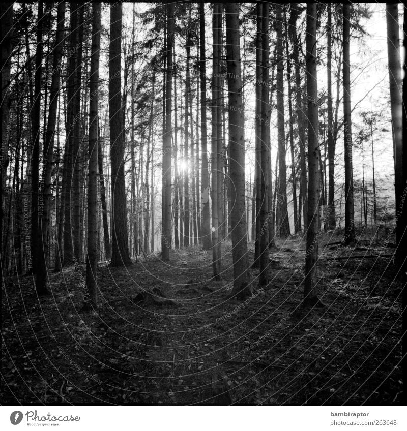 Trees II Environment Nature Landscape Plant Forest Analog Black & white photo Exterior shot Deserted Twilight Light Shadow Contrast Sunlight Sunbeam