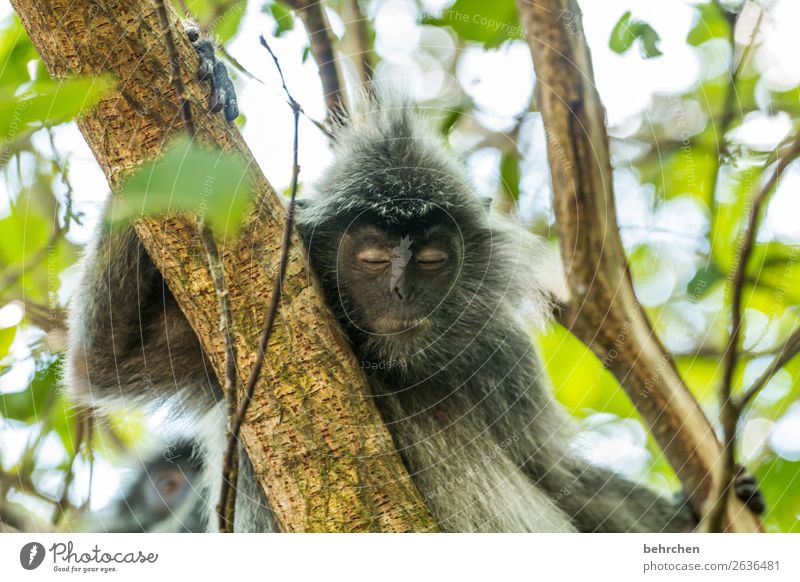 every Monday... Vacation & Travel Tourism Trip Adventure Far-off places Freedom Nature Plant Tree Leaf Virgin forest Wild animal Animal face Pelt Monkeys