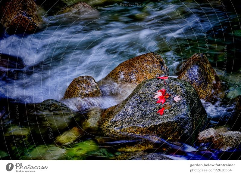 elemental Canadian forces Environment Nature Plant Elements Water Beautiful weather Leaf Stone Exceptional Natural Wild Blue Brown Gold Gray Red Black Silver