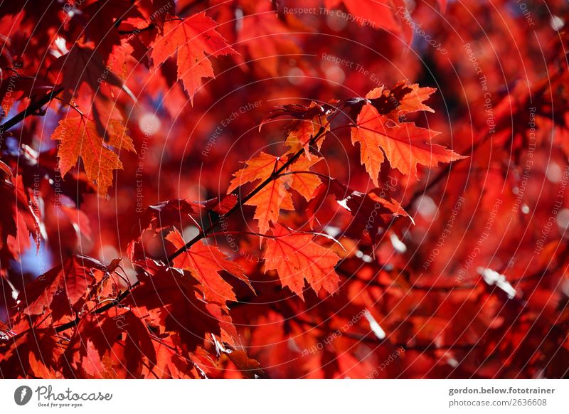 tender, strong autumn Nature Plant Autumn Tree Leaf Dream Faded Positive Blue Brown Red Black White Joie de vivre (Vitality) Surprise Colour photo Exterior shot