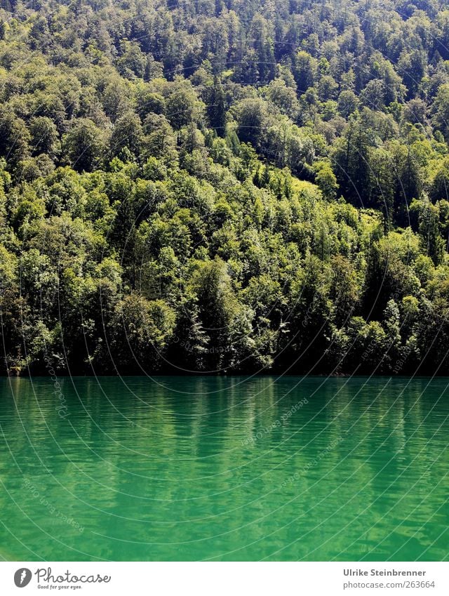 Water Green II Vacation & Travel Tourism Trip Summer Mountain Nature Landscape Plant Beautiful weather Tree Alps Canyon Lake Königssee Lakeside Fjord Illuminate