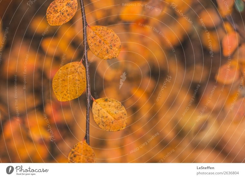 Closeup autumn image Nature Plant Autumn Bushes Leaf Wild plant Park Esthetic Authentic Bright Natural Beautiful Cliche Warmth Soft Yellow Orange Happiness