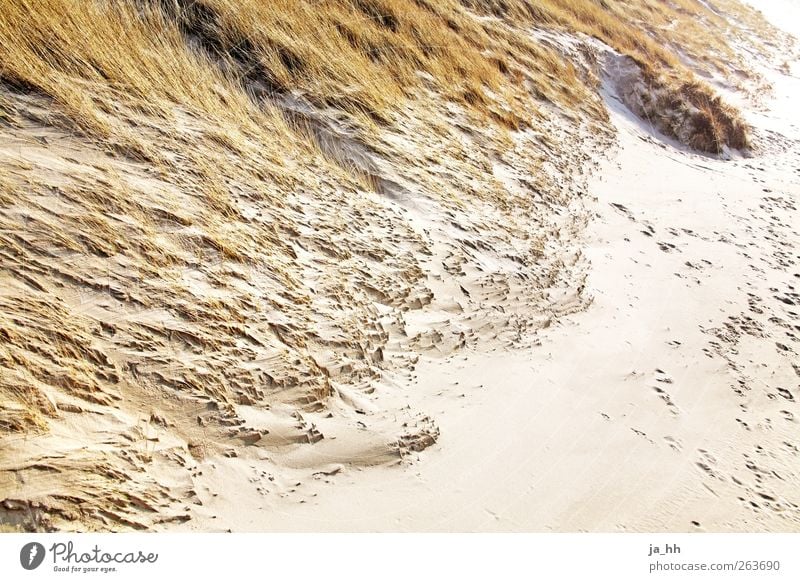 North Sea III Wind Relaxation Marram grass dunes Tide Low tide High tide Beach Sand Ocean Gale Water Sunlight Autumn Vacation & Travel To go for a walk Hiking