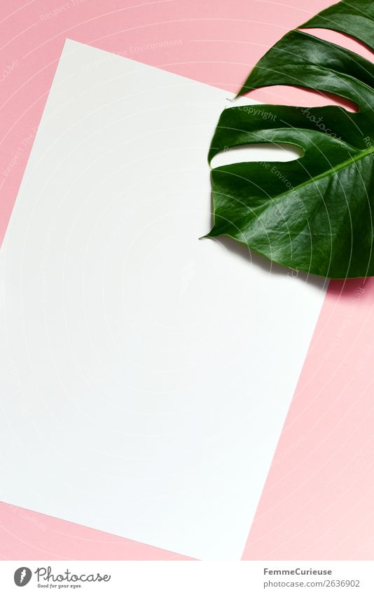 White sheet of paper & the leaf of a monstera on pink background Nature Monstera Leaf Pink Green Design Empty Plant Part of the plant Foliage plant Decoration