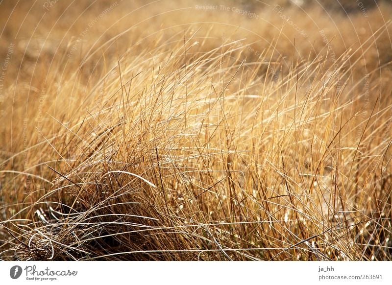 North Sea IV Wind Relaxation Baltic Sea Tide Low tide High tide Beach Gale Rustling Hissing Blade of grass Grass Back-light Silhouette marram grass Grain Field