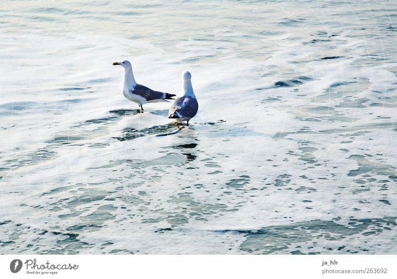 North Sea V Bird Astute Baltic Sea Ocean Sylt Tide Low tide High tide Beach Sand Wind Waves Sea water Seagull White crest Sunlight Vacation & Travel Summer