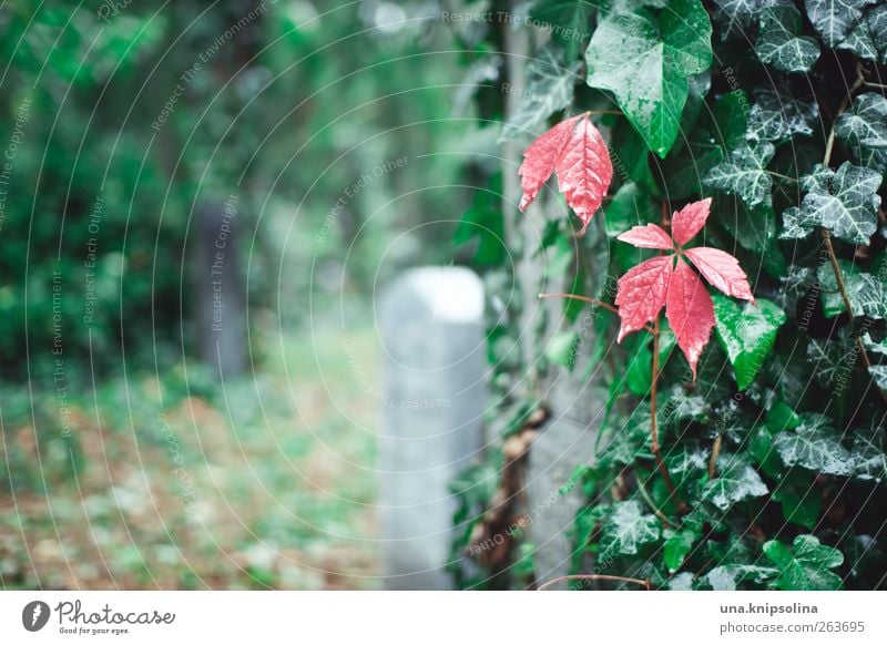 red on green Nature Drops of water Autumn Rain Plant Ivy Leaf Wild plant Virginia Creeper Garden Park Cemetery Stone Uniqueness Natural Green Red Loneliness End