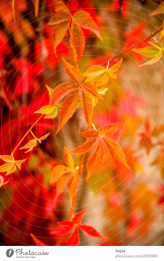 wild wine in autumn colours Nature Plant Wall (barrier) Wall (building) Pink Red Virginia Creeper leaves discoloured Yellow Autumnal variegated Brilliant sunny