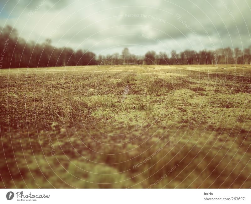 Ipweger Moor Nature Landscape Winter Grass Meadow Bog Marsh Oldenburg Federal eagle Europe Deserted Cold Brown Yellow Gray Loneliness Calm Far-off places