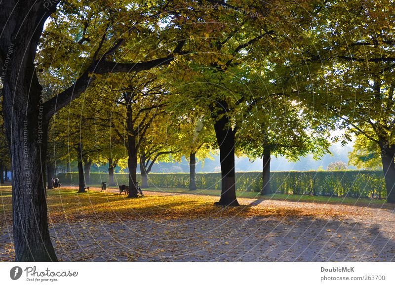 Change colour Nature Autumn Beautiful weather Tree Leaf Park Lanes & trails Sit Wait Bright Natural Positive Brown Multicoloured Yellow Green Contentment