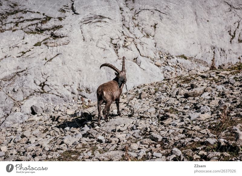 Capricorn | Seescharte Austria Adventure Mountain Hiking Nature Landscape Summer Beautiful weather Rock Alps Peak 1 Animal To feed Stand Loneliness Idyll