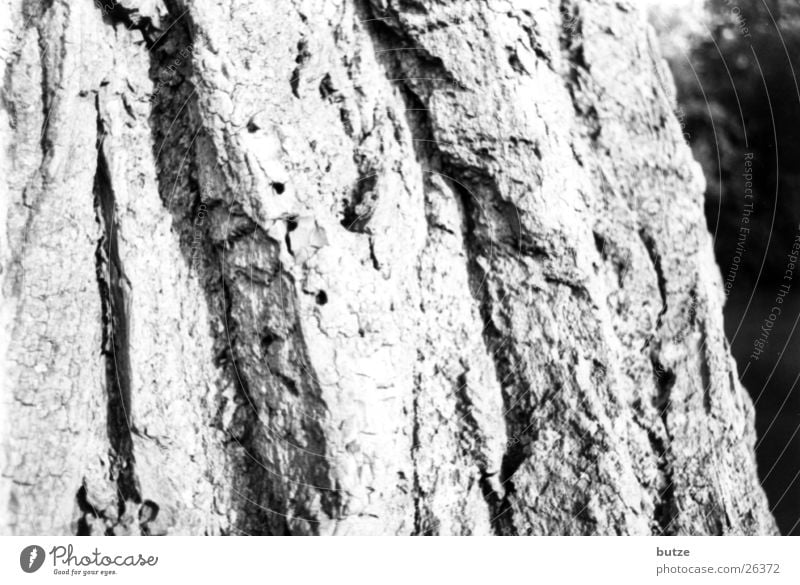 tree bark Tree Tree bark Oak tree Black & white photo