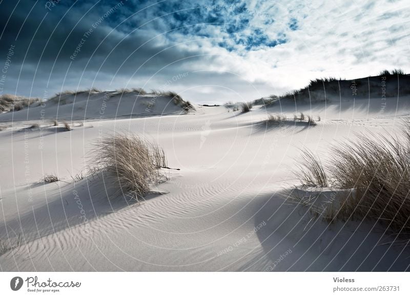 déjà vu Nature Landscape Sand Sky Clouds Beach North Sea Island Discover Relaxation Spiekeroog Marram grass Back-light Colour photo Exterior shot Day Light