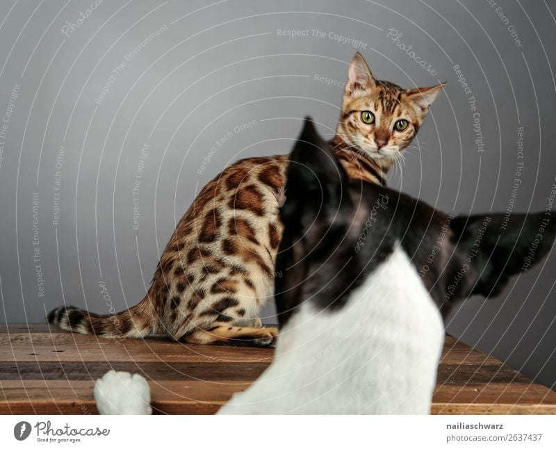 Cat & Dog Animal Pet bengal cat Bengali Cat boston terrier 2 Observe Communicate Argument Wait Brash Together Curiosity Cute Moody Might Brave Determination