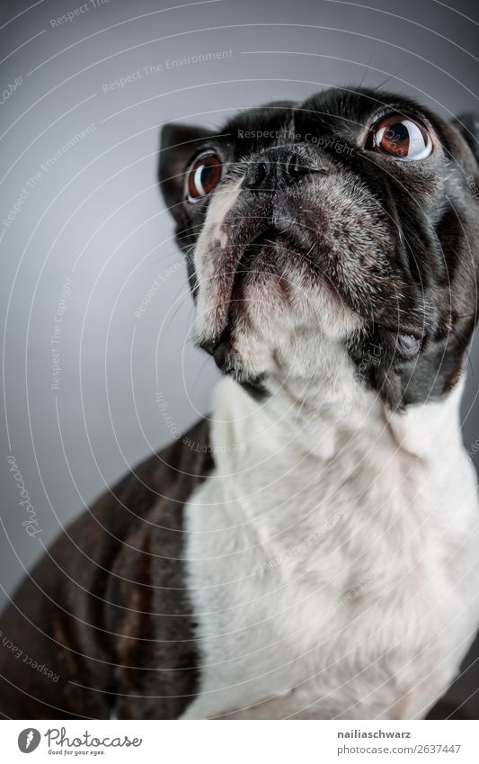 Boston Terrier Animal Pet Dog Animal face boston terrier French Bulldog 1 Observe Discover Looking Sit Elegant Brash Beautiful Funny Curiosity Cute Black White