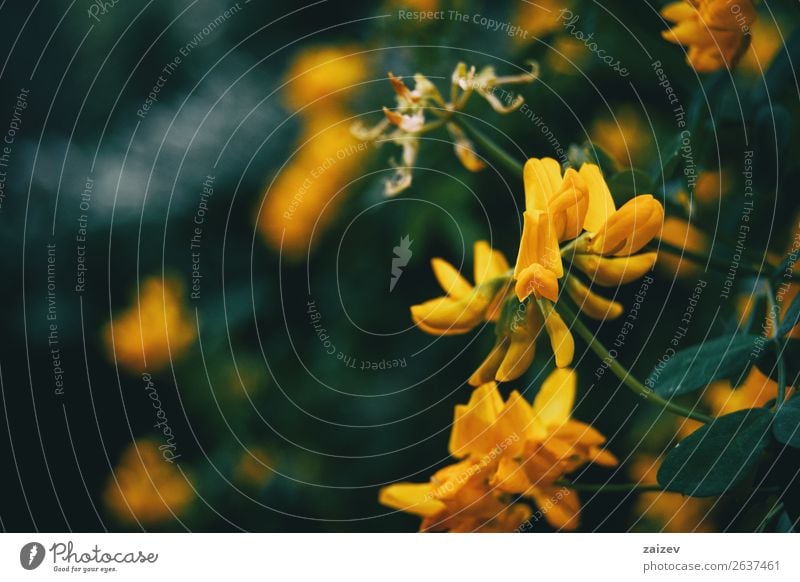 Close-up of yellow flowers of coronilla valentina in nature Beautiful Summer Garden Wallpaper Environment Nature Plant Flower Bushes Meadow Bright Wild Yellow