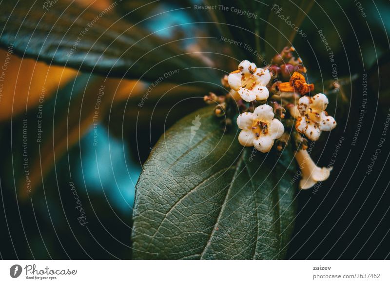 Close-up of small white flowers of viburnum tinus in nature Medication Garden Decoration Environment Nature Plant Spring Flower Bushes Leaf Blossom Park Dark